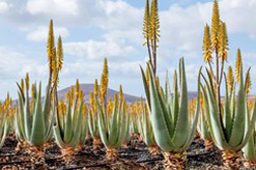 Loại lá cứng nhớt là 'thuốc hạ đường huyết' tự nhiên, tốt cho người tiểu đường: Người Ai Cập gọi là 'cây trường sinh', sẵn có ở Việt Nam