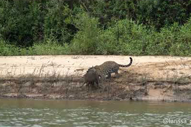 CLIP: Sát thủ rừng rậm Amazon tung cú vồ chớp nhoáng, đoạt mạng loài gặm nhấm lớn nhất thế giới