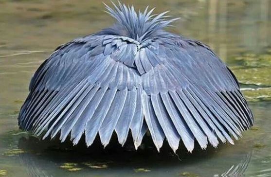 Loài chim biến mình thành một chiếc ô, dụ con mồi lao về phía cái chết để tìm kiếm sự an toàn