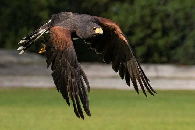 Clip:Kangaroo bị loài chim lớn nhất nước Úc tấn công từ trên cao, kết cục bi thảm