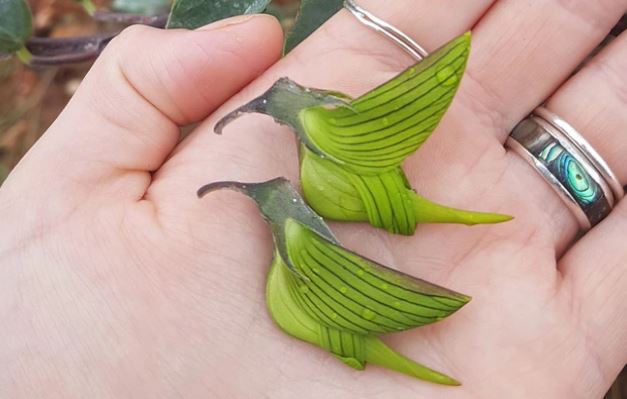 Kỳ lạ loài hoa được gọi là 'chim' - xinh đẹp lạ lùng, là thảo dược tốt