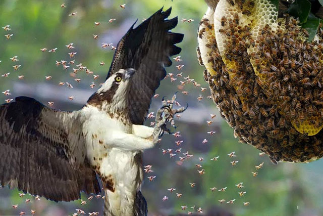 Ong bắp cày khổng lồ cũng khiếp sợ trước loài chim chuyên ăn thịt ấu trùng ong