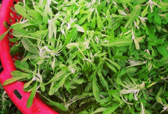 Thứ rau mọc dại được chị em yêu bếp săn lùng làm bánh mỗi độ đông về: Không chỉ thơm ngon mà còn là vị thuốc quý trong Đông y