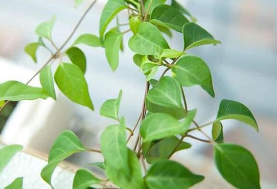 1 loại cây có tên gọi đọc 'méo cả mồm', giúp giải nhiệt, tiêu độc, trị dạ dày cực hiệu quả: Mọc hoang khắp vùng thôn quê Việt