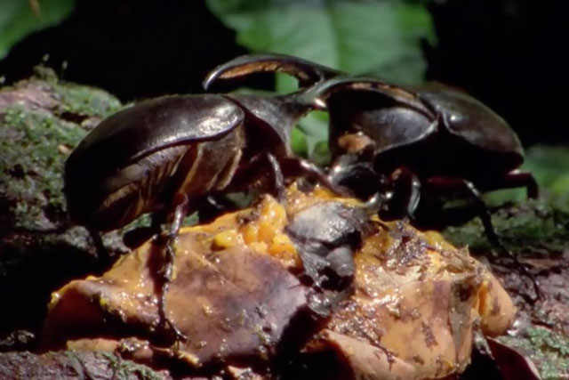 CLIP: Vũ khí giúp loài bọ khỏe nhất hành tinh quật ngã đồng loại