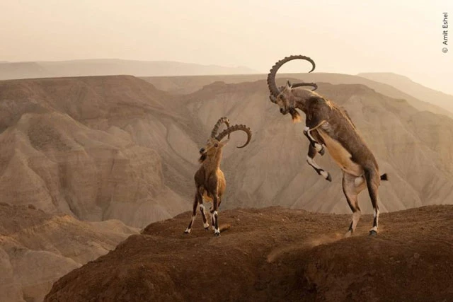 Nhiếp ảnh gia Amit Eshel ghi lại cuộc đụng độ kịch tính trên vách đá giữa hai con dê núi Nubian trong một khung cảnh ngoạn mục.