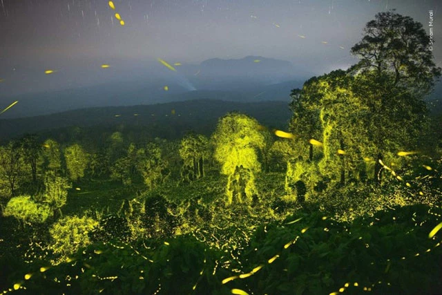 Tác giả Sriram Murali với bức ảnh bầu trời đêm và khu rừng được chiếu sáng bởi đom đóm.