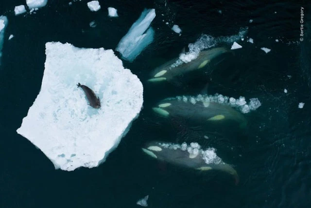 Nhiếp ảnh gia Bertie Gregory đã theo dõi một đàn cá kình khi chúng chuẩn bị khiến một con hải cẩu rơi xuống vùng nước Nam Cực để chúng có thể ăn nó.