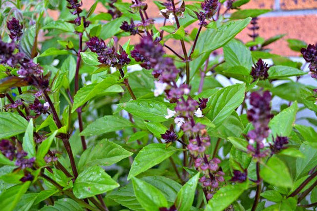 Rau h&#xFA;ng qu&#x1EBF; c&#xF3; t&#xE1;c d&#x1EE5;ng g&#xEC;? Nh&#x1EEF;ng l&#x1EE3;i &#xED;ch t&#x1EEB; c&#xE2;y h&#xFA;ng qu&#x1EBF; &#x111;&#x1ED1;i v&#x1EDB;i s&#x1EE9;c kh&#x1ECF;e