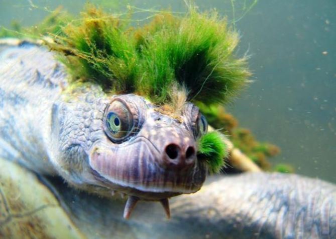 Loài rùa có "tóc xanh" và hệ hô hấp kỳ lạ