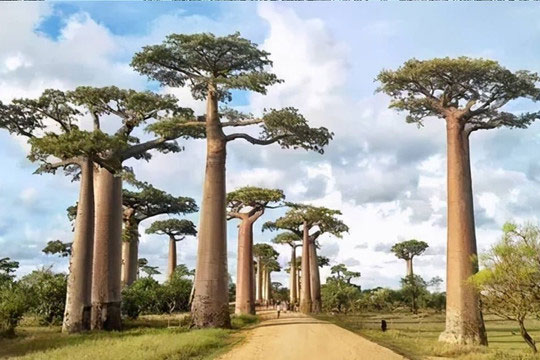 Cây đa năng nhất trên thế giới, người dân châu Phi có thể dựa vào cây để ăn, uống, làm món ăn và coi như 'cây thánh'