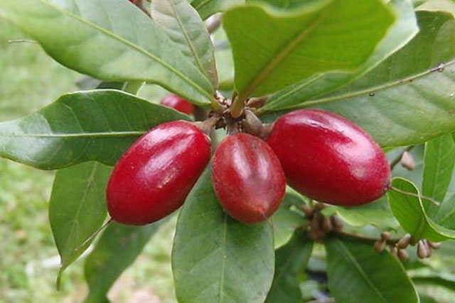 Quả thần kỳ - trái cây lạ khiến mọi thức ăn đều có vị ngọt, rất tốt cho sức khỏe