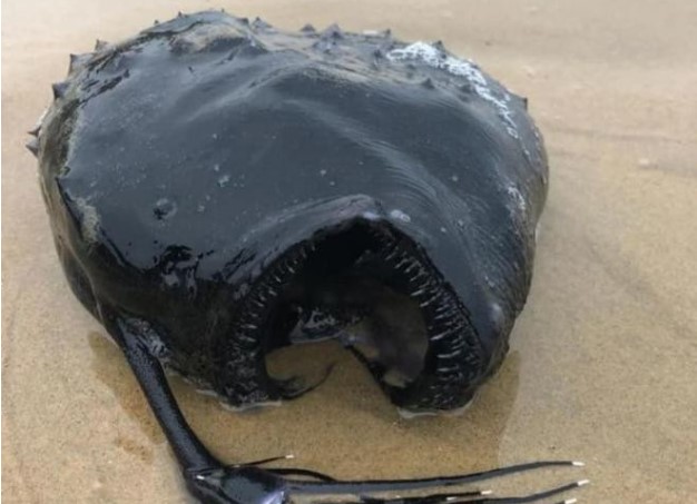 Cá quái vật biển sâu xuất hiện trên các bãi biển của Mỹ, được bao phủ bởi khối u dày đặc, màu đen sâu và miệng to bất thường