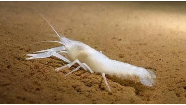 Tôm mù trắng sống trong miệng núi lửa biển sâu 450 ℃ đặt ra vấn đề về thức ăn