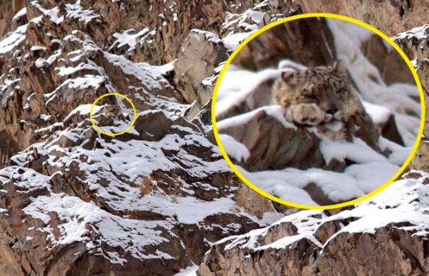 Báo tuyết: Bậc thầy ngụy trang, có thể tàng hình trước ống kính máy ảnh và đôi mắt của con người