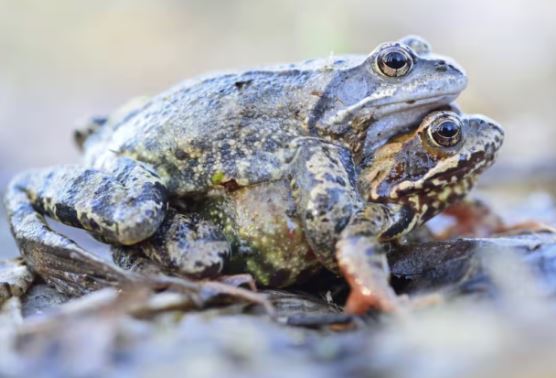 Ếch cái giả chết để né tránh bạn tình không mong muốn