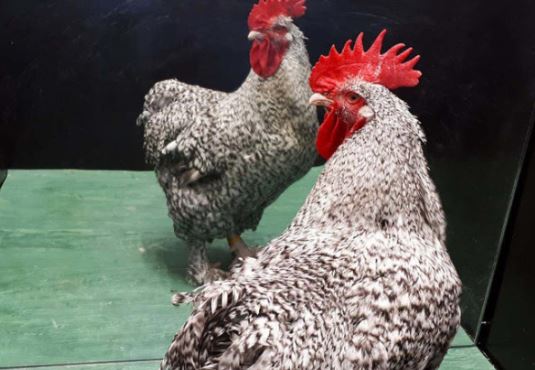 Gà trống có thể nhận ra bản thân trong gương
