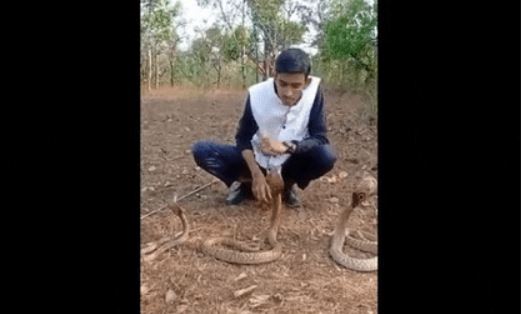 Clip: Đùa nghịch với ba con rắn hổ mang, nam thanh niên nhận cái kết đau đớn