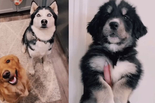 'Mối tình vụng trộm' của 2 chú chó Golden - Husky và cái kết khiến gia chủ cười ra nước mắt