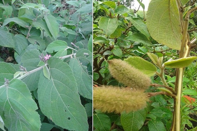 Sự thật 'thần dược' an xoa có khả năng cải tử hoàn sinh, chữa khỏi bệnh ung thư gan giai đoạn cuối