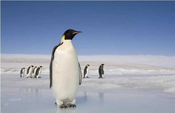 Ngoài chim cánh cụt, những sinh vật nào khác sống ở Nam Cực?