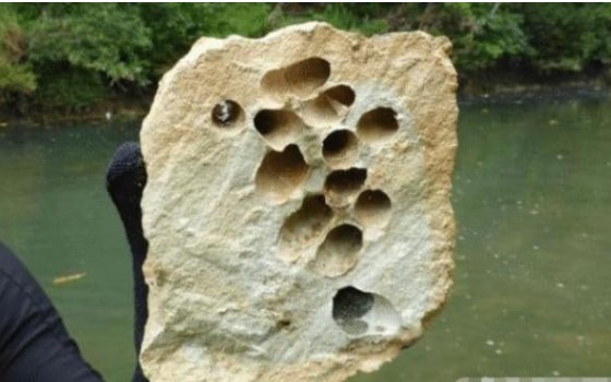 Sinh vật 'bất chấp bầu trời' nhất trong lịch sử, ăn đá và phân của nó là cát