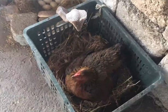 Clip: Gà mẹ đại chiến rắn hổ mang kịch độc bảo vệ đàn con và cái kết bất ngờ