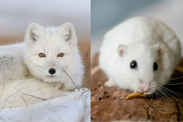 Top 4 loài động vật đổi màu vào mùa đông, con đầu tiên ít ai nghĩ tới