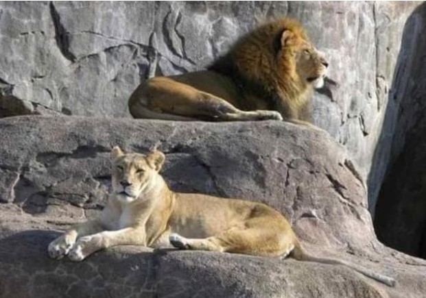 Tại sao những con sư tử chết trong tự nhiên không bao giờ tìm thấy xác của chúng? Bạn có thể không tin