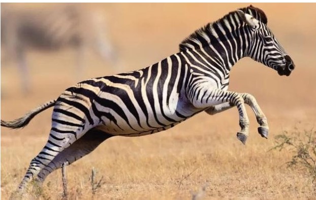 Ngựa vằn cũng là ngựa, tại sao không ai cưỡi? Nhà khoa học: Nó có thể đá chết một con sư tử, bạn có dám cưỡi không?