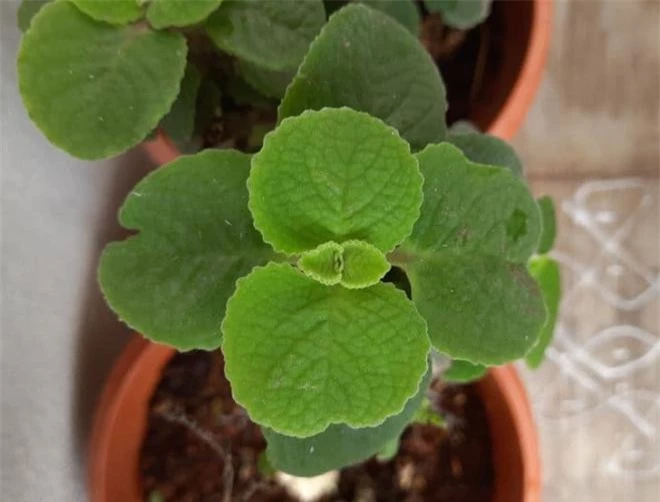 cây cảnh nên trồng trong nhà  1