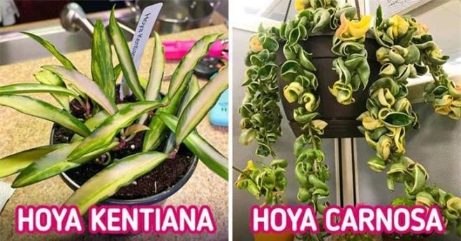 cây cảnh nên trồng trong nhà  3