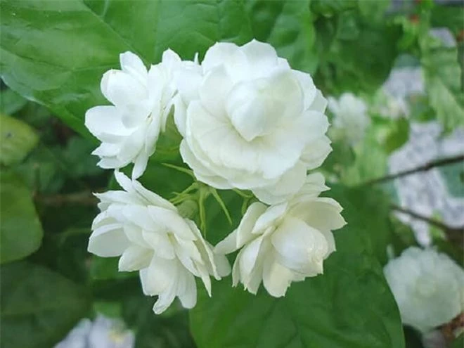 cây cảnh nên trồng trong nhà  4