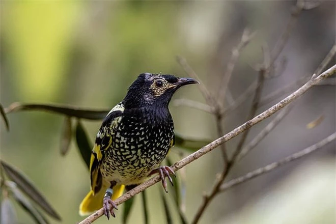 Loài chim quý hiếm này có thể sẽ bị tuyệt chủng vì chúng đã quên mất cách gọi bạn tình trong mùa giao phối - Ảnh 1.