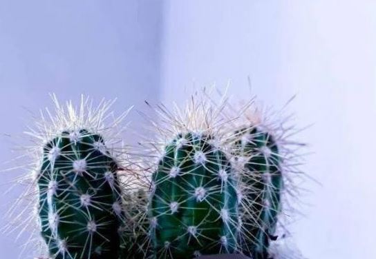 Không nên đặt những loại cây này trong nhà, đó là ẩn dụ càng sống càng nghèo, không 'an toàn', người giàu có thể nhìn sơ qua là hiểu