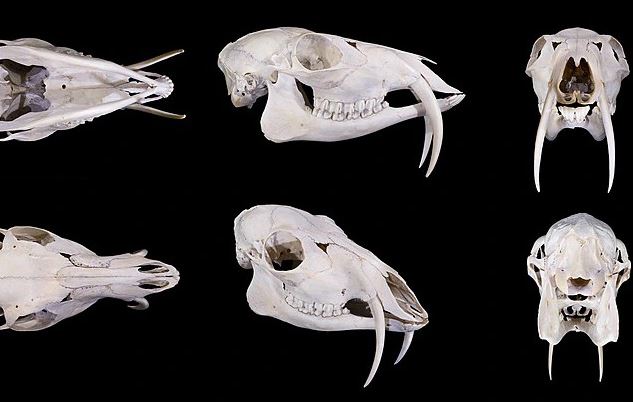 Loài hươu kỳ lạ này dù chỉ ăn cỏ nhưng chúng vẫn có cả răng nanh!