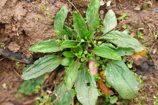 Loại cỏ này thường mọc ở ven đường, không chỉ chống khuẩn và chống viêm, nó còn có 3 lợi ích này, nhiều người tiếc là không biết sớm