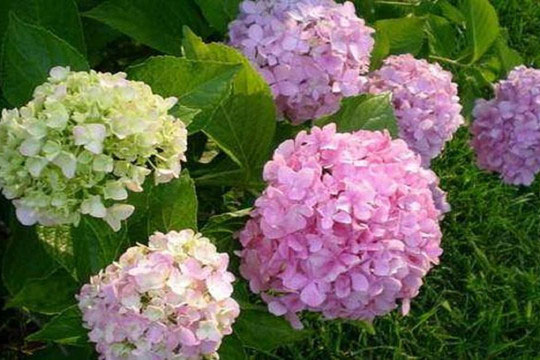 3 loại hoa trồng mùa xuân phát lộc, ưa nhìn và dễ nhân giống vào chậu, thích hợp cho người mới chơi