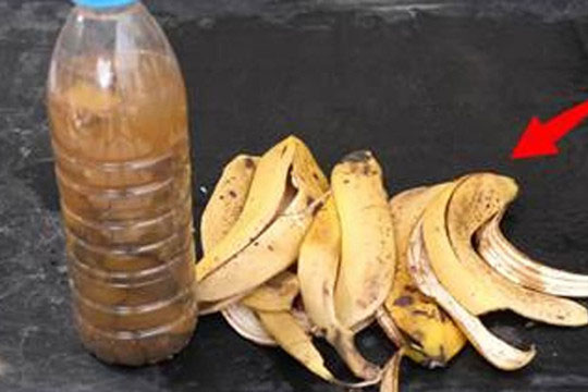 Đừng vội vứt vỏ chuối đi, hãy ngâm vào nước có pha thêm một số nguyên liệu, trở thành 'phân bón vạn năng' để dưỡng rễ, hiệu quả rất tuyệt vời