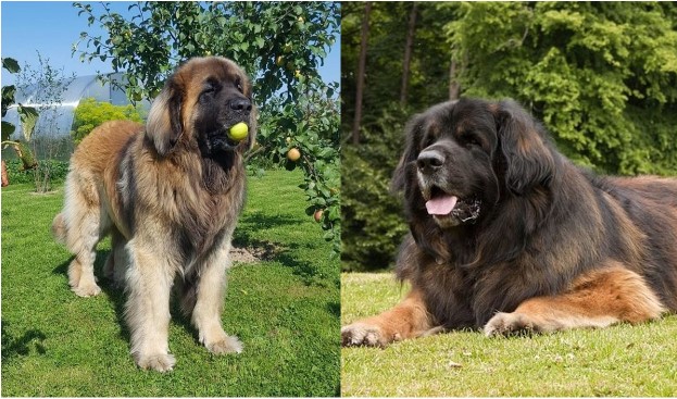 Cận cảnh loài chó 'sư tử Đức' chỉ đại gia mới nuôi nổi ở Việt Nam, giá lên tới hơn 200 triệu