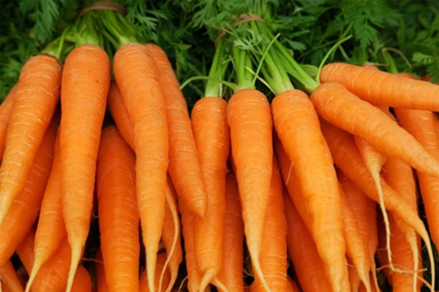 Lợi ích của việc ăn cà rốt vào mùa đông