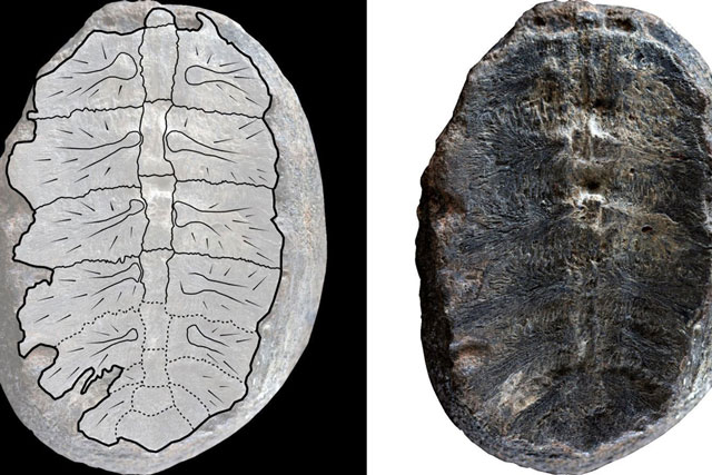 Lộ diện sinh vật quý báu hơn 100 triệu năm tuổi khiến giới khoa học hiểu nhầm suốt bấy lâu nay