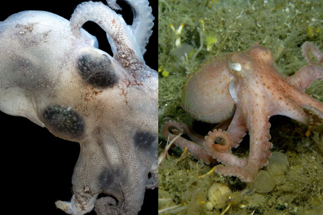 Choáng váng với loài sinh vật sống ở vùng nước lạnh nhất thế giới, chuyên gia cũng phải ngỡ ngàng vì bộ phận này