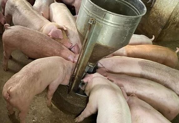 Giá heo hơi hôm nay 2/1/2024: Cao nhất đạt 52.000 đồng/kg