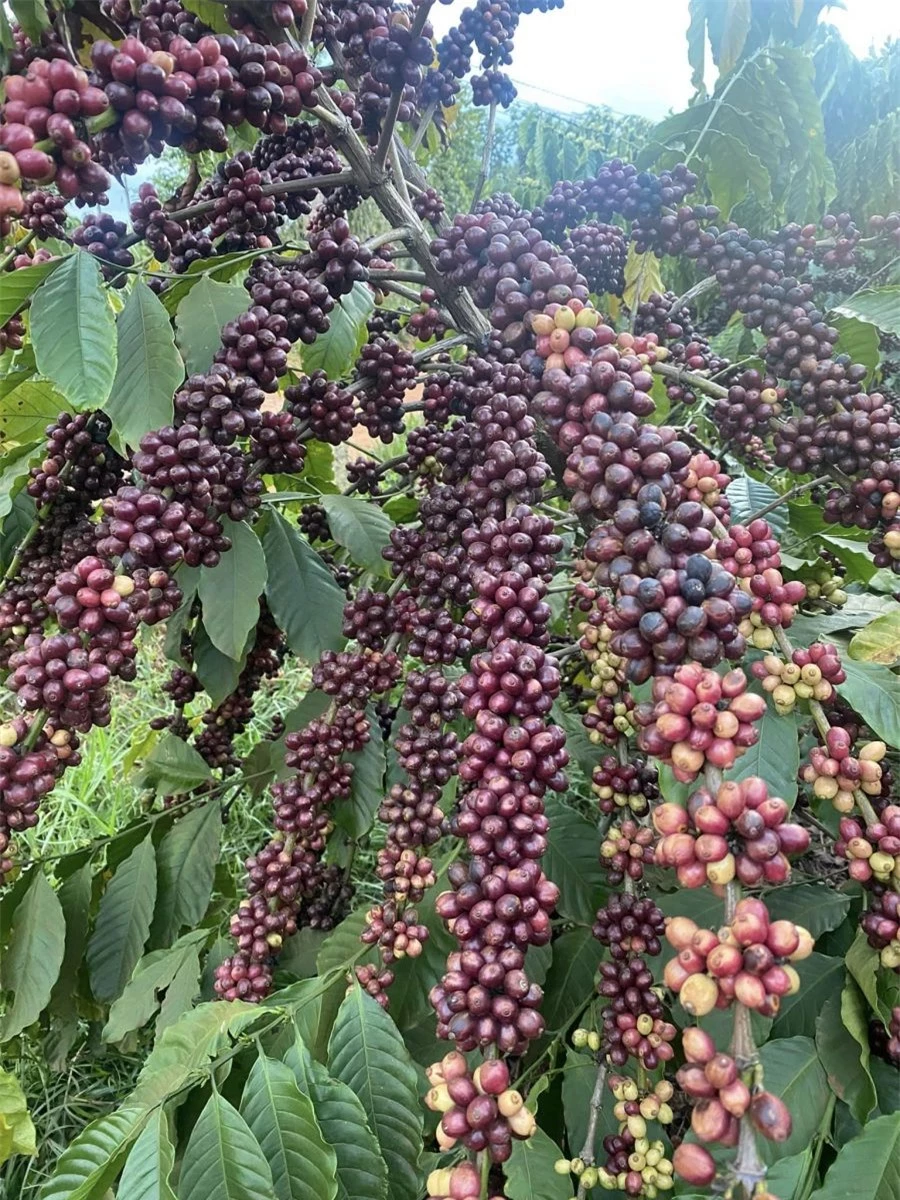 Giá nông sản ngày 3/1/2024: Cà phê giảm nhẹ, hồ tiêu tăng 500 đồng/kg