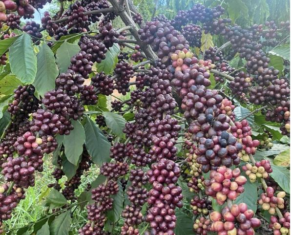 Giá nông sản ngày 3/1/2024: Cà phê giảm nhẹ, hồ tiêu tăng 500 đồng/kg