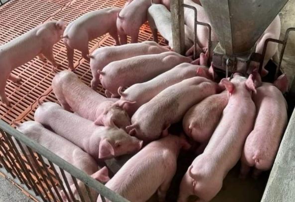 Giá heo hơi hôm nay 3/1/2024: Biến động 1.000 - 2.000 đồng/kg