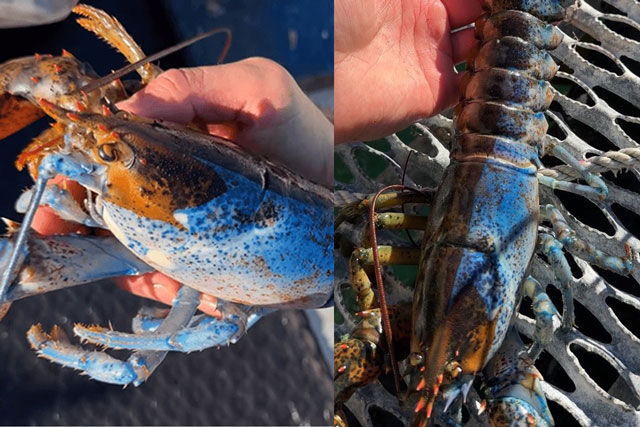 Cận cảnh con tôm hùm nửa đực, nửa cái, nửa xanh, nửa cam siêu hiếm: Tỉ lệ 1 phần 1000 tỷ trên thế giới