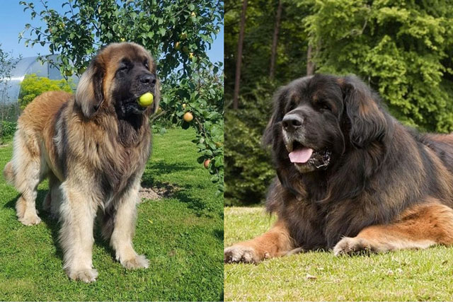 Cận cảnh loài chó 'sư tử Đức' chỉ đại gia mới nuôi nổi ở Việt Nam, giá lên tới hơn 200 triệu