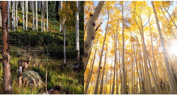 Sinh vật tồn tại lâu nhất thế giới với độ tuổi 80.000 năm đang dần chết mòn, lý do vì sao